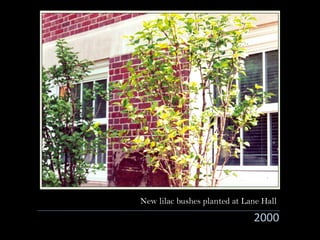 2000
New lilac bushes planted at Lane Hall
 