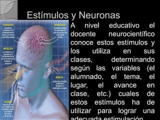 Estímulos y Neuronas	A nivel educativo el docente neurocientíficoconoce estos estímulos y los utiliza en sus clases, determinando según las variables (el alumnado, el tema, el lugar, el avance en clase, etc.) cuales de estos estímulos ha de utilizar para lograr una adecuada estimulación. 