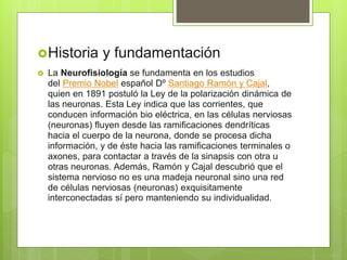 Historia y fundamentación
 La Neurofisiología se fundamenta en los estudios
del Premio Nobel español Dº Santiago Ramón y Cajal,
quien en 1891 postuló la Ley de la polarización dinámica de
las neuronas. Esta Ley indica que las corrientes, que
conducen información bio eléctrica, en las células nerviosas
(neuronas) fluyen desde las ramificaciones dendríticas
hacia el cuerpo de la neurona, donde se procesa dicha
información, y de éste hacia las ramificaciones terminales o
axones, para contactar a través de la sinapsis con otra u
otras neuronas. Además, Ramón y Cajal descubrió que el
sistema nervioso no es una madeja neuronal sino una red
de células nerviosas (neuronas) exquisitamente
interconectadas sí pero manteniendo su individualidad.
 