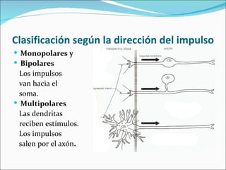 Clasificación según la dirección del impulso
 Monopolares y
 Bipolares
  Los impulsos
  van hacia el
  soma.
 Multipolares
  Las dendritas
  reciben estímulos.
  Los impulsos
  salen por el axón.
 