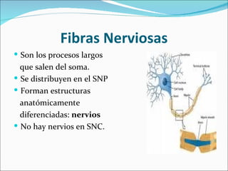 Fibras Nerviosas
 Son los procesos largos
  que salen del soma.
 Se distribuyen en el SNP
 Forman estructuras
  anatómicamente
  diferenciadas: nervios
 No hay nervios en SNC.
 