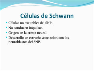 Células de Schwann
 Células no excitables del SNP.
 No conducen impulsos.
 Origen en la cresta neural.
 Desarrollo en estrecha asociación con los
 neuroblastos del SNP.
 