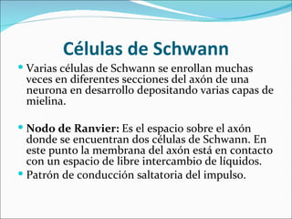Células de Schwann
 Varias células de Schwann se enrollan muchas
 veces en diferentes secciones del axón de una
 neurona en desarrollo depositando varias capas de
 mielina.

 Nodo de Ranvier: Es el espacio sobre el axón
  donde se encuentran dos células de Schwann. En
  este punto la membrana del axón está en contacto
  con un espacio de libre intercambio de líquidos.
 Patrón de conducción saltatoria del impulso.
 