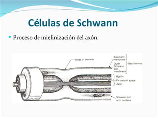 Células de Schwann
 Proceso de mielinización del axón.
 