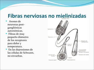 Fibras nerviosas no mielinizadas
 Axones de
 neuronas post-
 gangliónicas
 autonómicas.
 Fibras de muy
 pequeño diámetro
 de los receptores
 para dolor y
 temperatura.
 En las depresiones de
 las células de Schwann,
 no envueltas.
 