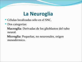 La Neuroglia
 Células localizadas sólo en el SNC,
 Dos categorías:
 Macroglia: Derivadas de los glioblastos del tubo
 neural.
 Microglia: Pequeñas, no neuronales, origen
 mesodérmico.
 