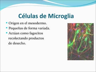 Células de Microglia
 Origen en el mesodermo.
 Pequeñas de forma variada.
 Actúan como fagocitos
 recolectando productos
 de desecho.
 