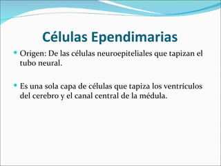 Células Ependimarias
 Origen: De las células neuroepiteliales que tapizan el
 tubo neural.

 Es una sola capa de células que tapiza los ventrículos
 del cerebro y el canal central de la médula.
 