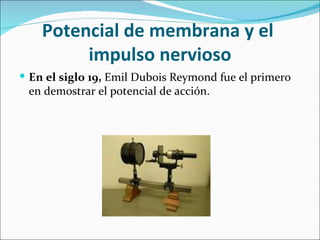 Potencial de membrana y el
         impulso nervioso
 En el siglo 19, Emil Dubois Reymond fue el primero
 en demostrar el potencial de acción.
 