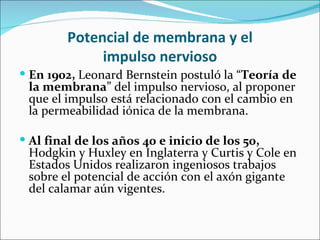 Potencial de membrana y el
              impulso nervioso
 En 1902, Leonard Bernstein postuló la “Teoría de
 la membrana” del impulso nervioso, al proponer
 que el impulso está relacionado con el cambio en
 la permeabilidad iónica de la membrana.

 Al final de los años 40 e inicio de los 50,
 Hodgkin y Huxley en Inglaterra y Curtis y Cole en
 Estados Unidos realizaron ingeniosos trabajos
 sobre el potencial de acción con el axón gigante
 del calamar aún vigentes.
 