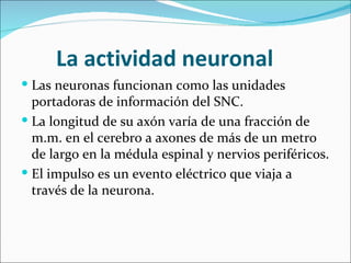 La actividad neuronal
 Las neuronas funcionan como las unidades
  portadoras de información del SNC.
 La longitud de su axón varía de una fracción de
  m.m. en el cerebro a axones de más de un metro
  de largo en la médula espinal y nervios periféricos.
 El impulso es un evento eléctrico que viaja a
  través de la neurona.
 