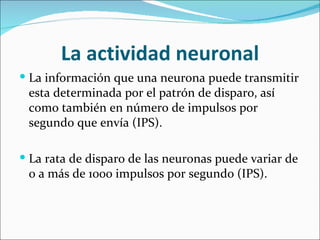 La actividad neuronal
 La información que una neurona puede transmitir
 esta determinada por el patrón de disparo, así
 como también en número de impulsos por
 segundo que envía (IPS).

 La rata de disparo de las neuronas puede variar de
 0 a más de 1000 impulsos por segundo (IPS).
 