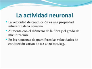 La actividad neuronal
 La velocidad de conducción es una propiedad
  inherente de la neurona.
 Aumenta con el diámetro de la fibra y el grado de
  mielinización.
 En las neuronas de mamíferos las velocidades de
  conducción varían de 0.2 a 120 mts/seg.
 