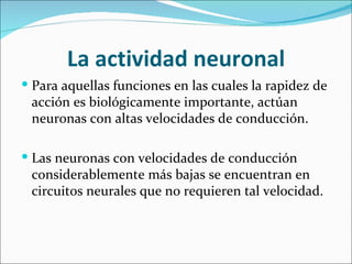 La actividad neuronal
 Para aquellas funciones en las cuales la rapidez de
 acción es biológicamente importante, actúan
 neuronas con altas velocidades de conducción.

 Las neuronas con velocidades de conducción
 considerablemente más bajas se encuentran en
 circuitos neurales que no requieren tal velocidad.
 