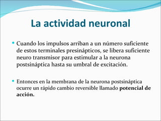 La actividad neuronal
 Cuando los impulsos arriban a un número suficiente
 de estos terminales presinápticos, se libera suficiente
 neuro transmisor para estimular a la neurona
 postsináptica hasta su umbral de excitación.

 Entonces en la membrana de la neurona postsináptica
 ocurre un rápido cambio reversible llamado potencial de
 acción.
 