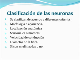 Clasificación de las neuronas
  Se clasifican de acuerdo a diferentes criterios:
2. Morfología o apariencia.
3. Localización anatómica
4. Sensoriales o motoras.
5. Velocidad de conducción
6. Diámetro de la fibra.
7. Si son mielinizadas o no.
 
