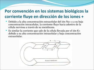 Por convención en los sistemas biológicos la
corriente fluye en dirección de los iones +
 Debido a la alta concentración extracelular del ión Na+ y a su baja
  concentración intracelular, la corriente fluye hacia adentro de la
  célula nerviosa a través de su membrana.
 Es similar la corriente que sale de la célula llevada por el ión K+
  debido a su alta concentración intracelular y baja concentración
  extracelular.
 