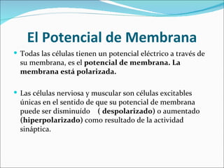 El Potencial de Membrana
 Todas las células tienen un potencial eléctrico a través de
  su membrana, es el potencial de membrana. La
  membrana está polarizada.

 Las células nerviosa y muscular son células excitables
  únicas en el sentido de que su potencial de membrana
  puede ser disminuído ( despolarizado) o aumentado
  (hiperpolarizado) como resultado de la actividad
  sináptica.
 