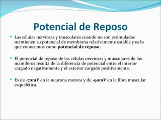 Potencial de Reposo
 Las células nerviosas y musculares cuando no son estimuladas
  mantienen su potencial de membrana relativamente estable y es lo
  que conocemos como potencial de reposo.

 El potencial de reposo de las células nerviosas y musculares de los
  mamíferos resulta de la diferencia de potencial entre el interior
  cargado negativamente y el exterior cargado positivamente.

 Es de -70mV en la neurona motora y de -90mV en la fibra muscular
  esquelética.
 
