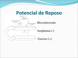 Potencial de Reposo
        Microelectrodo

        Axoplasma (-)

        Exterior (+)
 