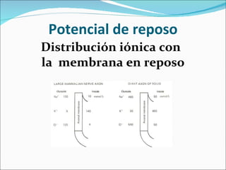 Potencial de reposo
Distribución iónica con
la membrana en reposo
 