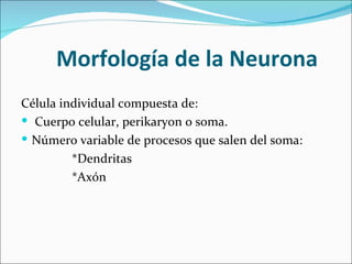 Morfología de la Neurona
Célula individual compuesta de:
 Cuerpo celular, perikaryon o soma.
 Número variable de procesos que salen del soma:
         *Dendritas
         *Axón
 