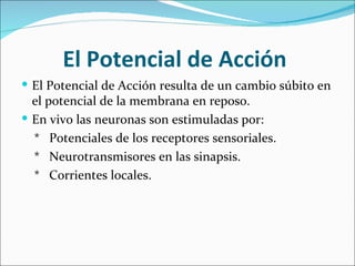 El Potencial de Acción
 El Potencial de Acción resulta de un cambio súbito en
  el potencial de la membrana en reposo.
 En vivo las neuronas son estimuladas por:
  * Potenciales de los receptores sensoriales.
  * Neurotransmisores en las sinapsis.
  * Corrientes locales.
 