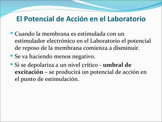 El Potencial de Acción en el Laboratorio
 Cuando la membrana es estimulada con un
  estimulador electrónico en el Laboratorio el potencial
  de reposo de la membrana comienza a disminuír.
 Se va haciendo menos negativo.
 Si se depolariza a un nivel crítico - umbral de
  excitación – se producirá un potencial de acción en
  el punto de estimulación.
 