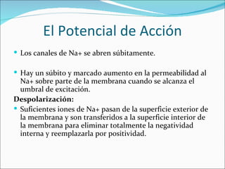 El Potencial de Acción
 Los canales de Na+ se abren súbitamente.

 Hay un súbito y marcado aumento en la permeabilidad al
  Na+ sobre parte de la membrana cuando se alcanza el
  umbral de excitación.
Despolarización:
 Suficientes iones de Na+ pasan de la superficie exterior de
  la membrana y son transferidos a la superficie interior de
  la membrana para eliminar totalmente la negatividad
  interna y reemplazarla por positividad.
 