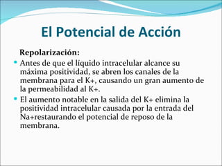 El Potencial de Acción
  Repolarización:
 Antes de que el líquido intracelular alcance su
  máxima positividad, se abren los canales de la
  membrana para el K+, causando un gran aumento de
  la permeabilidad al K+.
 El aumento notable en la salida del K+ elimina la
  positividad intracelular causada por la entrada del
  Na+restaurando el potencial de reposo de la
  membrana.
 