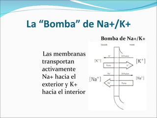 La “Bomba” de Na+/K+
                       Bomba de Na+/K+

   Las membranas
   transportan
   activamente
   Na+ hacia el
   exterior y K+
   hacia el interior
 