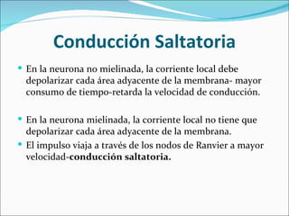 Conducción Saltatoria
 En la neurona no mielinada, la corriente local debe
  depolarizar cada área adyacente de la membrana- mayor
  consumo de tiempo-retarda la velocidad de conducción.

 En la neurona mielinada, la corriente local no tiene que
  depolarizar cada área adyacente de la membrana.
 El impulso viaja a través de los nodos de Ranvier a mayor
  velocidad-conducción saltatoria.
 