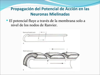 Propagación del Potencial de Acción en las
            Neuronas Mielinadas
 El potencial fluye a través de la membrana solo a
   nivel de los nodos de Ranvier.
 