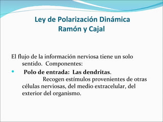 Ley de Polarización Dinámica
                Ramón y Cajal


El flujo de la información nerviosa tiene un solo
     sentido. Componentes:
     Polo de entrada: Las dendritas.
              Recogen estímulos provenientes de otras
     células nerviosas, del medio extracelular, del
     exterior del organismo.
 