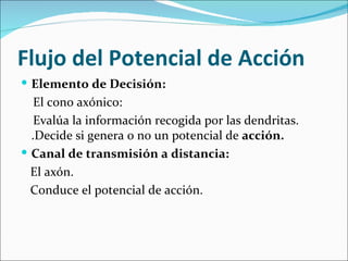 Flujo del Potencial de Acción
 Elemento de Decisión:
   El cono axónico:
   Evalúa la información recogida por las dendritas.
  .Decide si genera o no un potencial de acción.
 Canal de transmisión a distancia:
  El axón.
  Conduce el potencial de acción.
 
