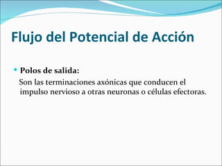Flujo del Potencial de Acción
 Polos de salida:
 Son las terminaciones axónicas que conducen el
 impulso nervioso a otras neuronas o células efectoras.
 