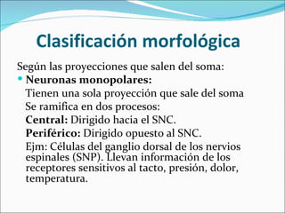 Clasificación morfológica
Según las proyecciones que salen del soma:
 Neuronas monopolares:
  Tienen una sola proyección que sale del soma
  Se ramifica en dos procesos:
  Central: Dirigido hacia el SNC.
  Periférico: Dirigido opuesto al SNC.
  Ejm: Células del ganglio dorsal de los nervios
  espinales (SNP). Llevan información de los
  receptores sensitivos al tacto, presión, dolor,
  temperatura.
 