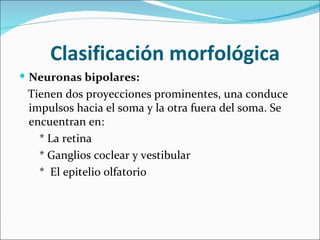 Clasificación morfológica
 Neuronas bipolares:
 Tienen dos proyecciones prominentes, una conduce
 impulsos hacia el soma y la otra fuera del soma. Se
 encuentran en:
   * La retina
   * Ganglios coclear y vestibular
   * El epitelio olfatorio
 