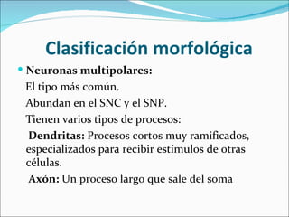 Clasificación morfológica
 Neuronas multipolares:
 El tipo más común.
 Abundan en el SNC y el SNP.
 Tienen varios tipos de procesos:
 Dendritas: Procesos cortos muy ramificados,
 especializados para recibir estímulos de otras
 células.
 Axón: Un proceso largo que sale del soma
 