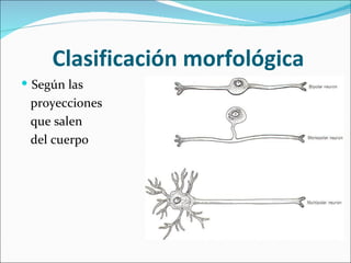 Clasificación morfológica
 Según las
 proyecciones
 que salen
 del cuerpo
 