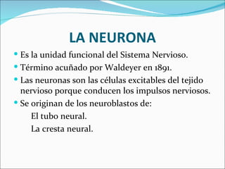 LA NEURONA
 Es la unidad funcional del Sistema Nervioso.
 Término acuñado por Waldeyer en 1891.
 Las neuronas son las c...