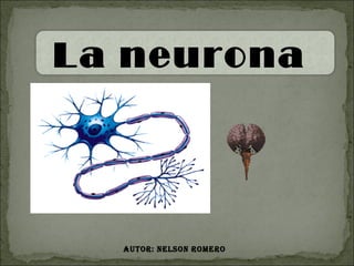 La neurona




  Autor: NelsoN romero
 