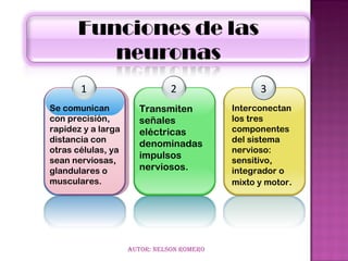 1                       2                 3
Se comunican           Transmiten          Interconectan
con precisión,         señales             los tres
rapidez y a larga      eléctricas          componentes
distancia con                              del sistema
                       denominadas
otras células, ya                          nervioso:
sean nerviosas,
                       impulsos            sensitivo,
glandulares o          nerviosos.          integrador o
musculares.                                mixto y motor.




                    Autor: NelsoN romero
 