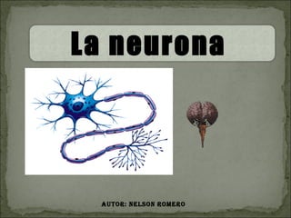 Autor: Nelson Romero La neurona  