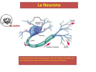 La Neurona




El sistema nervioso está compuesto por miles de millones de células, las
más simple de las cuales son las células nerviosas o neuronas
 