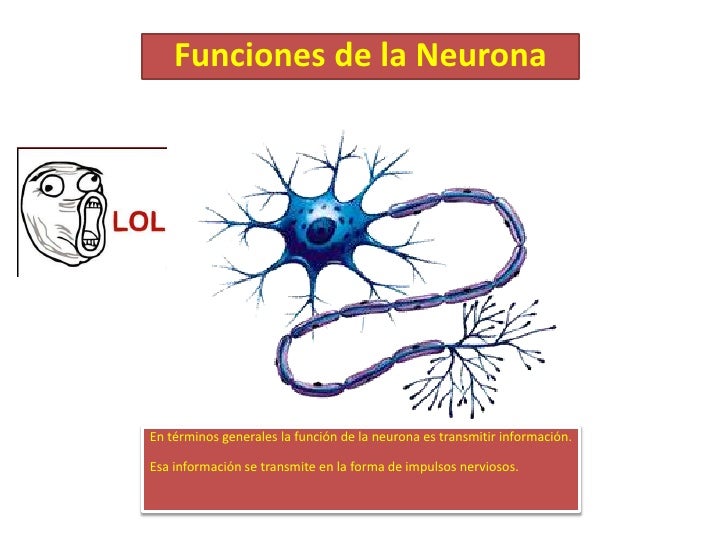 La neurona
