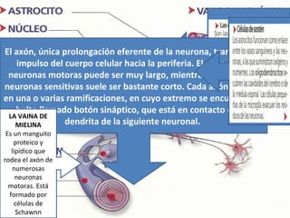 El axón, CELULAR
 CUERPO única prolongación eferente de la neurona, transmite el
 Contiene el núcleo
     impulso del cuerpo celular hacia la periferia. El axón de las
  y citoplasma que
  neuronas motoras puede ser muy largo, mientras que el de las
encierra estructuras
neuronas sensitivas suele ser bastante corto. Cada axón termina
     energéticas
en una o varias ramificaciones, en cuyo extremo se encuentra un
 habituales de una
  célula, así como botón sináptico, que está en contacto con la
     bulto llamado
  LA estructuras
      VAINA DE
    MIELINA       dendrita de la siguiente neuronal.
    específicas.
 Es un manguito
    proteico y
   lipídico que
rodea el axón de
   numerosas
     neuronas
  motoras. Está
  formado por
    células de
     Schawnn
 