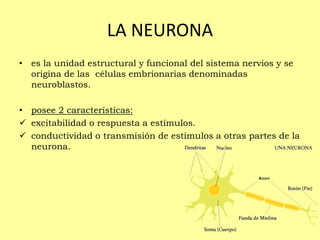 LA NEURONA
• es la unidad estructural y funcional del sistema nervios y se
origina de las células embrionarias denominadas
neuroblastos.
• posee 2 características:
 excitabilidad o respuesta a estímulos.
 conductividad o transmisión de estímulos a otras partes de la
neurona.
 