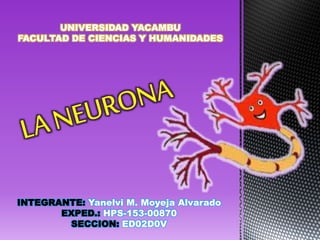 UNIVERSIDAD YACAMBU
FACULTAD DE CIENCIAS Y HUMANIDADES
Yanelvi M. Moyeja Alvarado
HPS-153-00870
ED02D0V
 