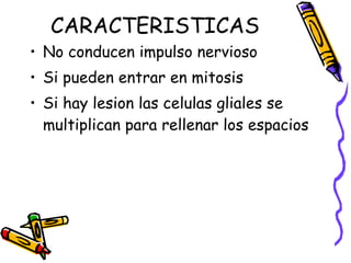 CARACTERISTICAS  No conducen impulso nervioso Si pueden entrar en mitosis Si hay lesion las celulas gliales se multiplican para rellenar los espacios 